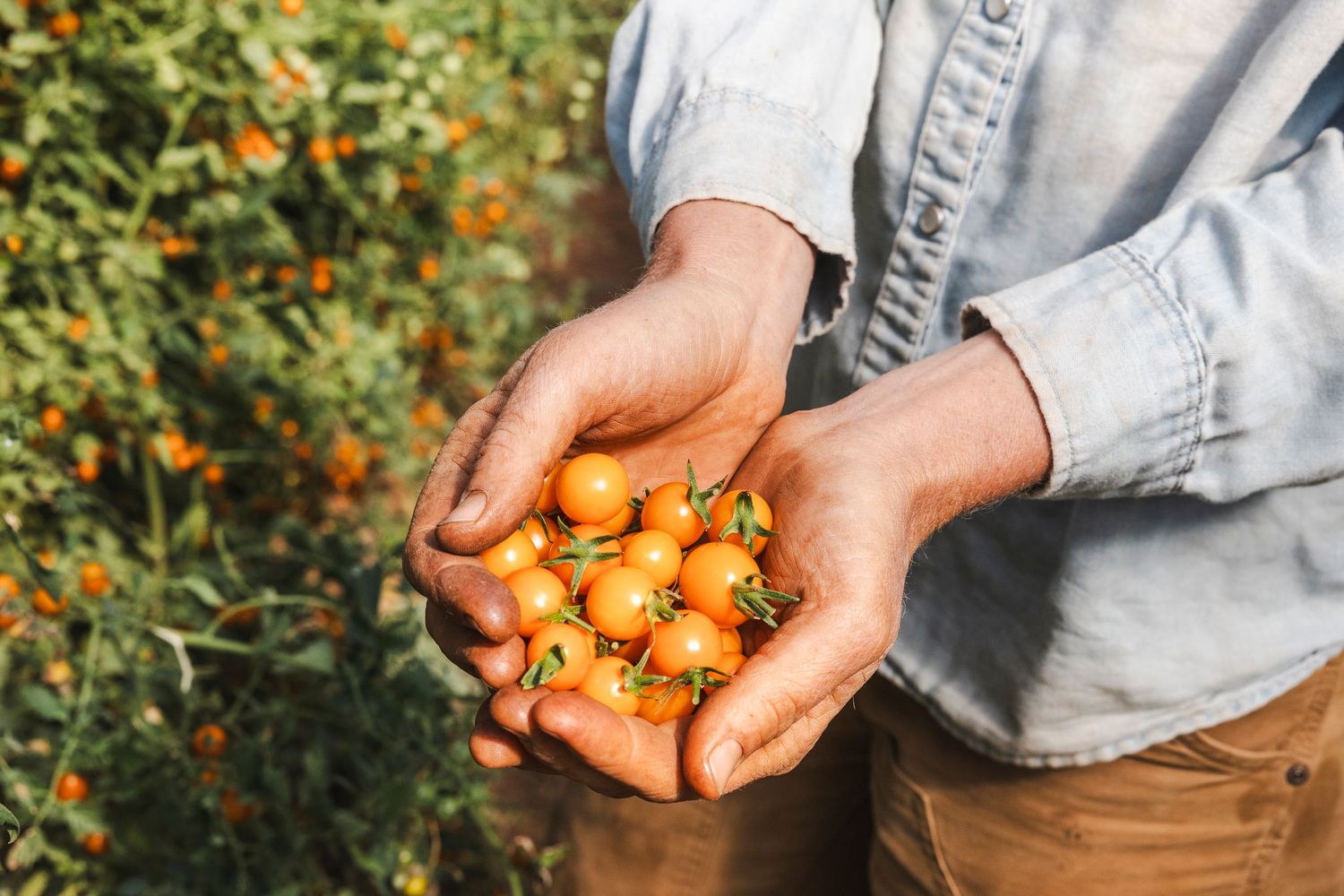 Hands holding fresh orange kumquats against a blurred green garden background.