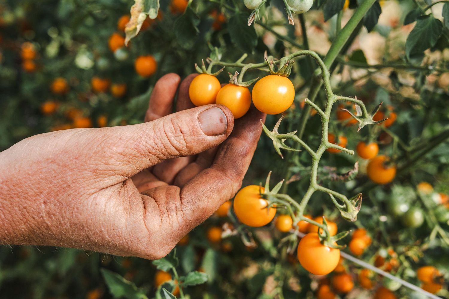 Close-up of hands harvesting fresh orange kumquats from a tree branch in natural sunlight.