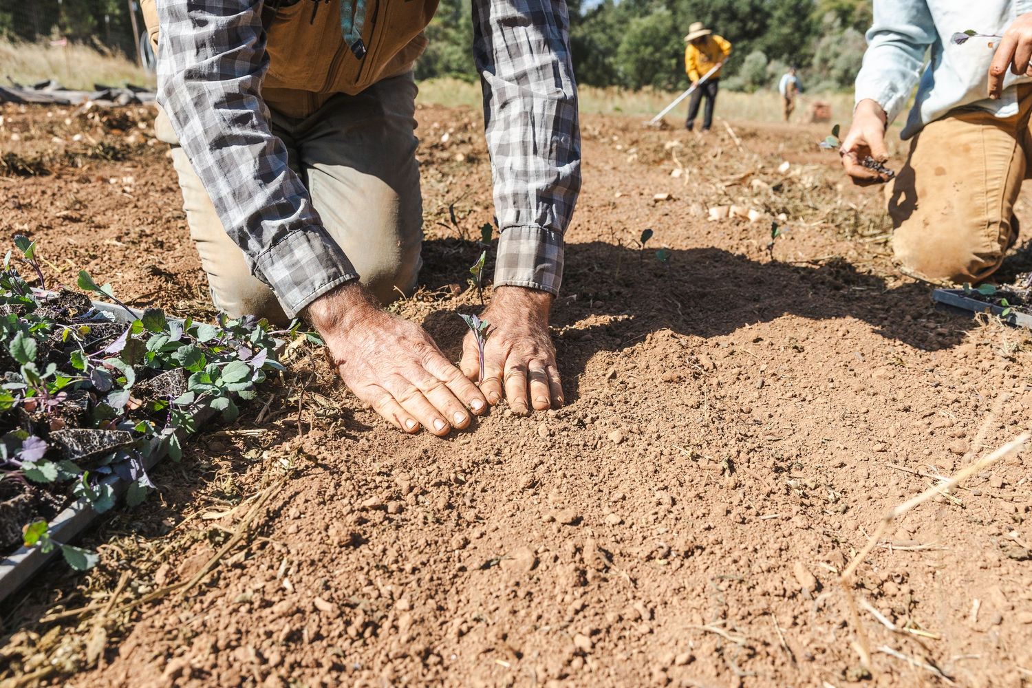 Close-up of hands planting seedlings in brown soil during a gardening activity outdoors.
