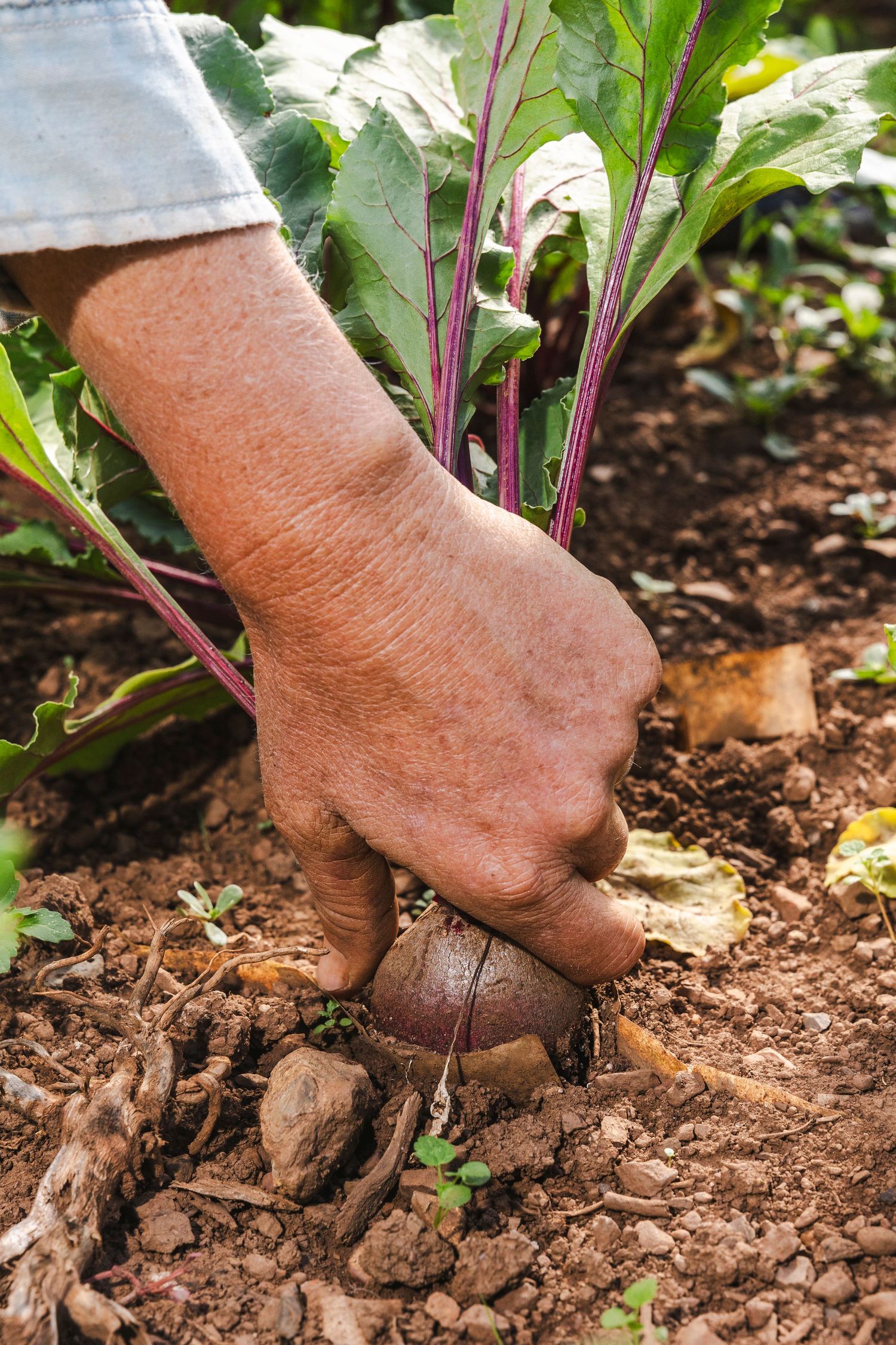 Hands gently pulling fresh beets from rich garden soil showing harvesting process in sequential steps.
