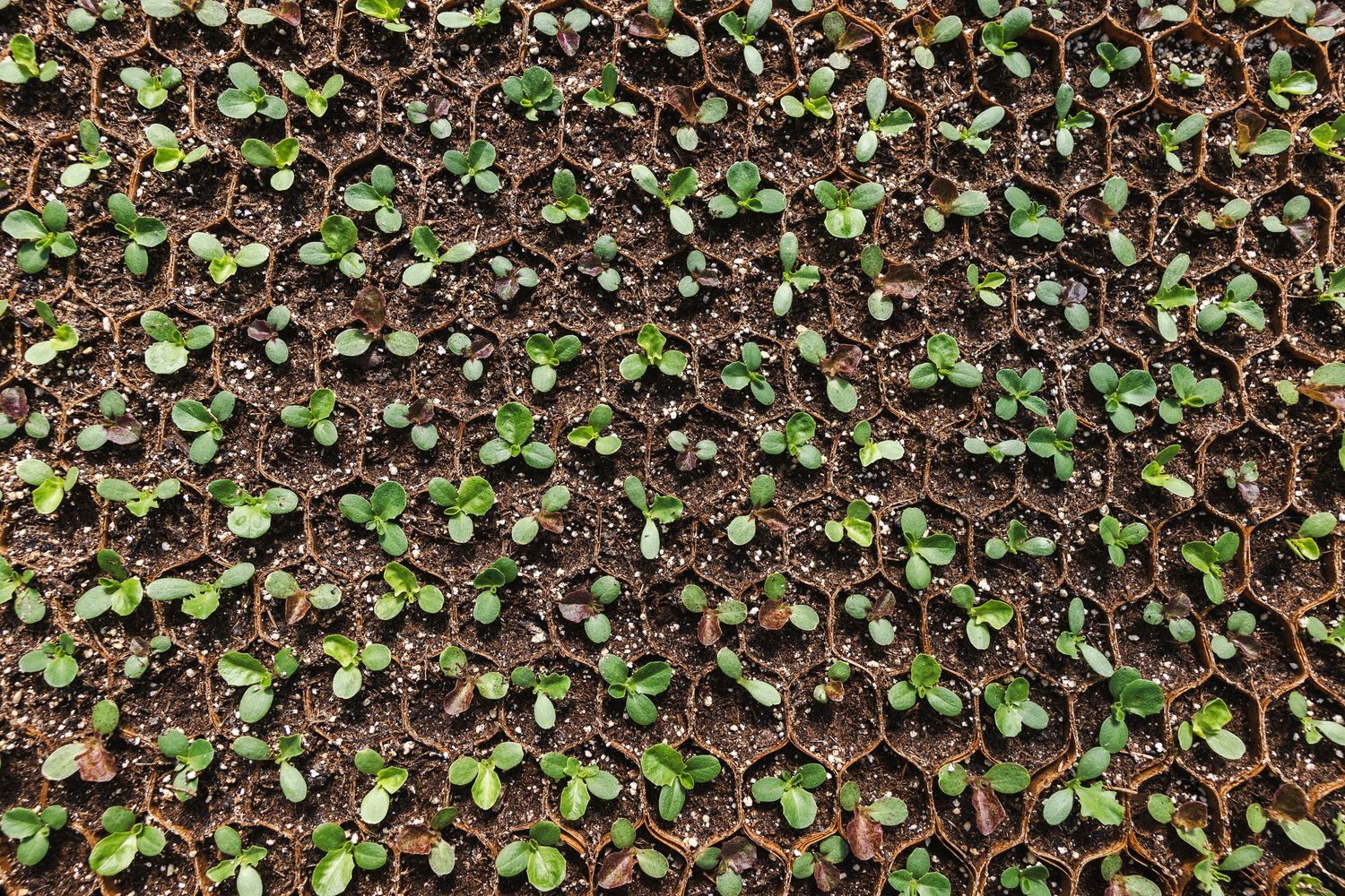 Aerial view of rows of red lettuce growing in neat patterns at an organic farm.