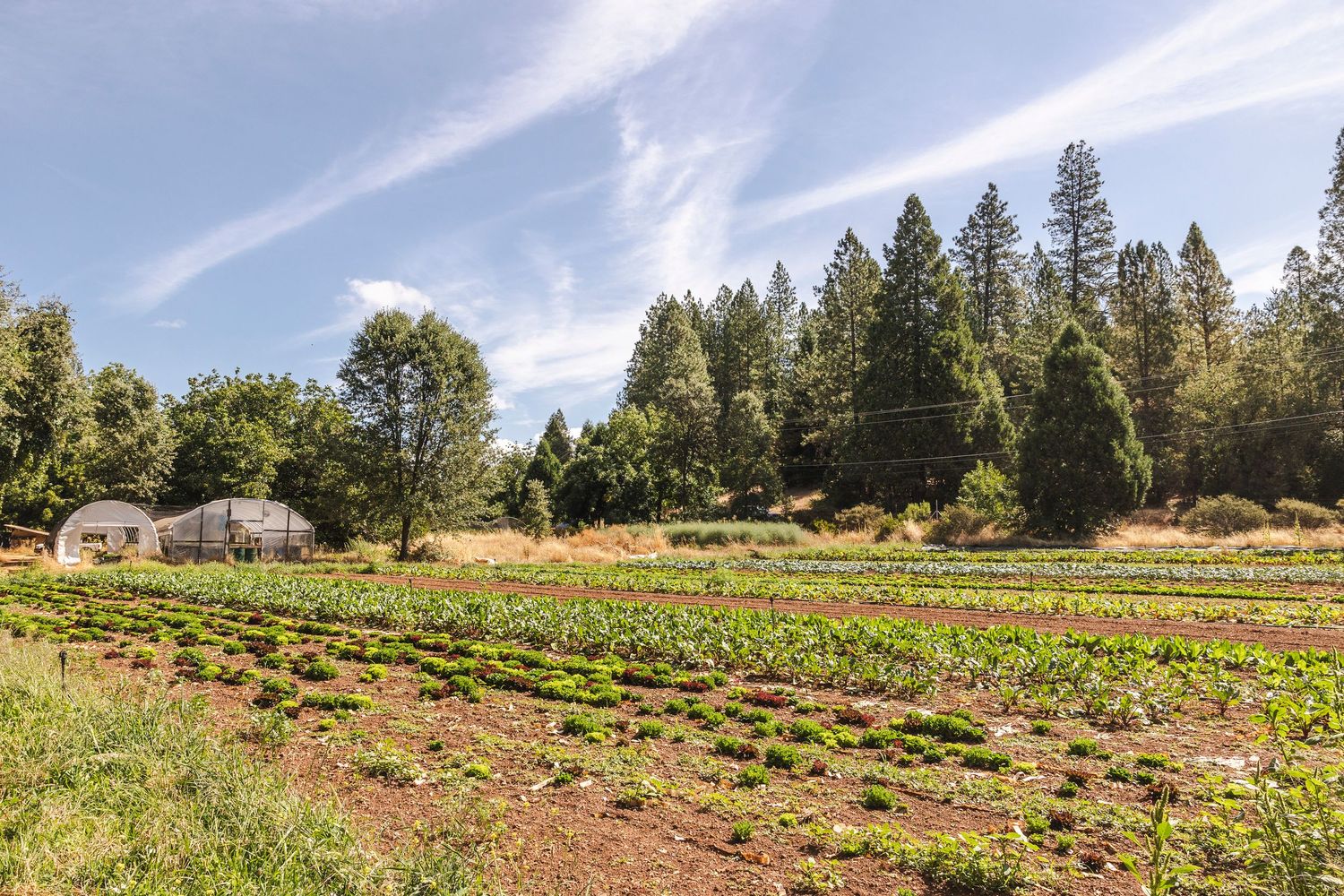 Agricultural field with planted rows stretches across sloping terrain under blue skies and evergreen trees.