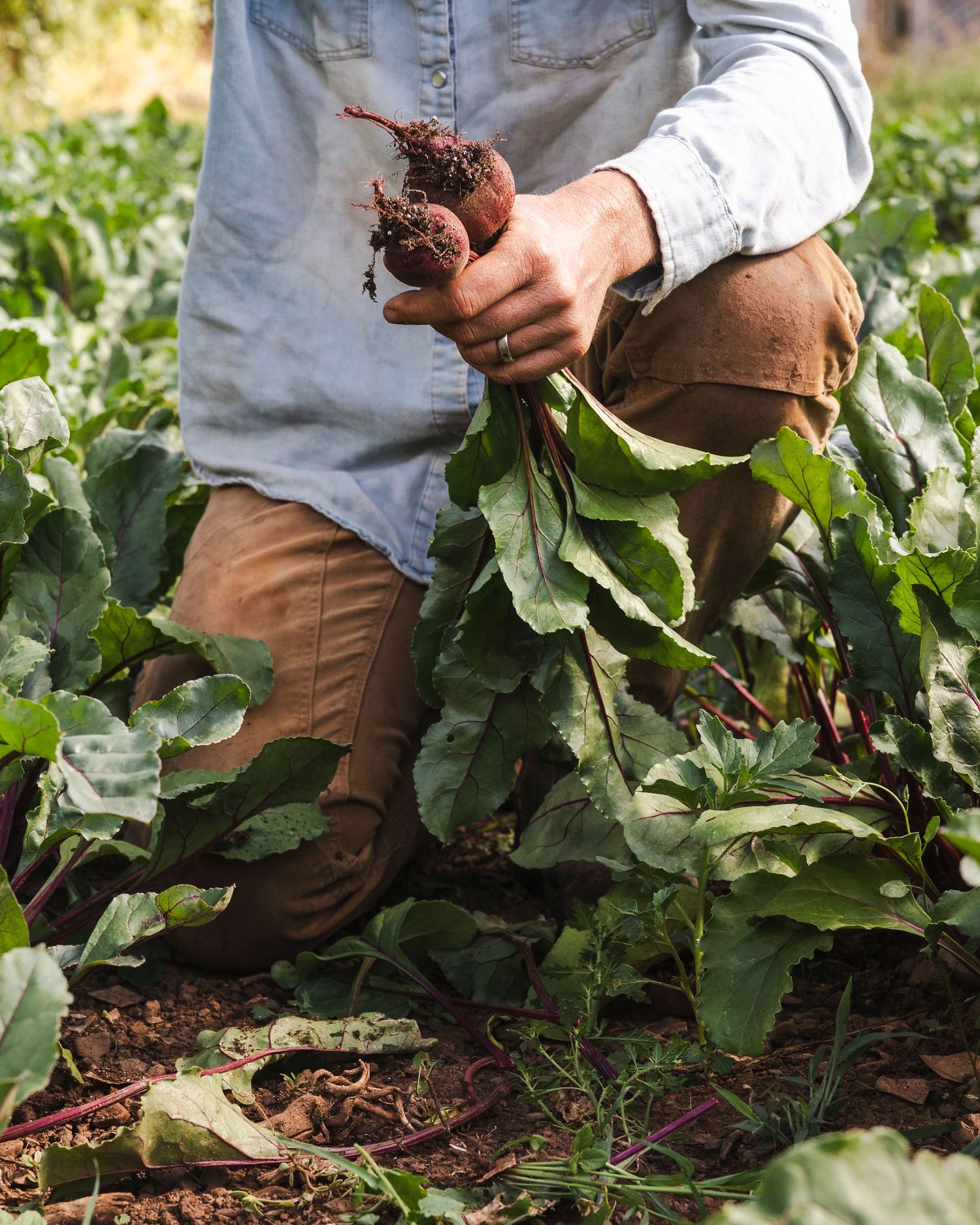 Close-up shots of hands harvesting fresh beets from a vegetable garden with leafy green tops.