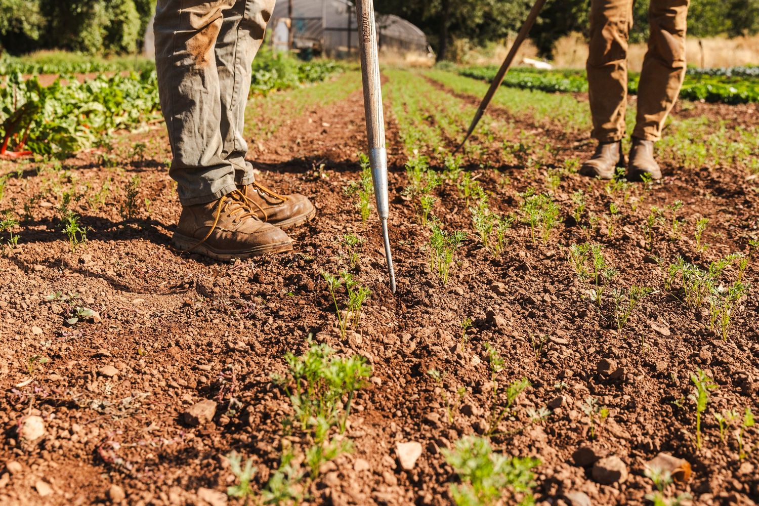 A person uses a soil probe tool to take soil samples from reddish-brown earth in a sunny outdoor setting.
