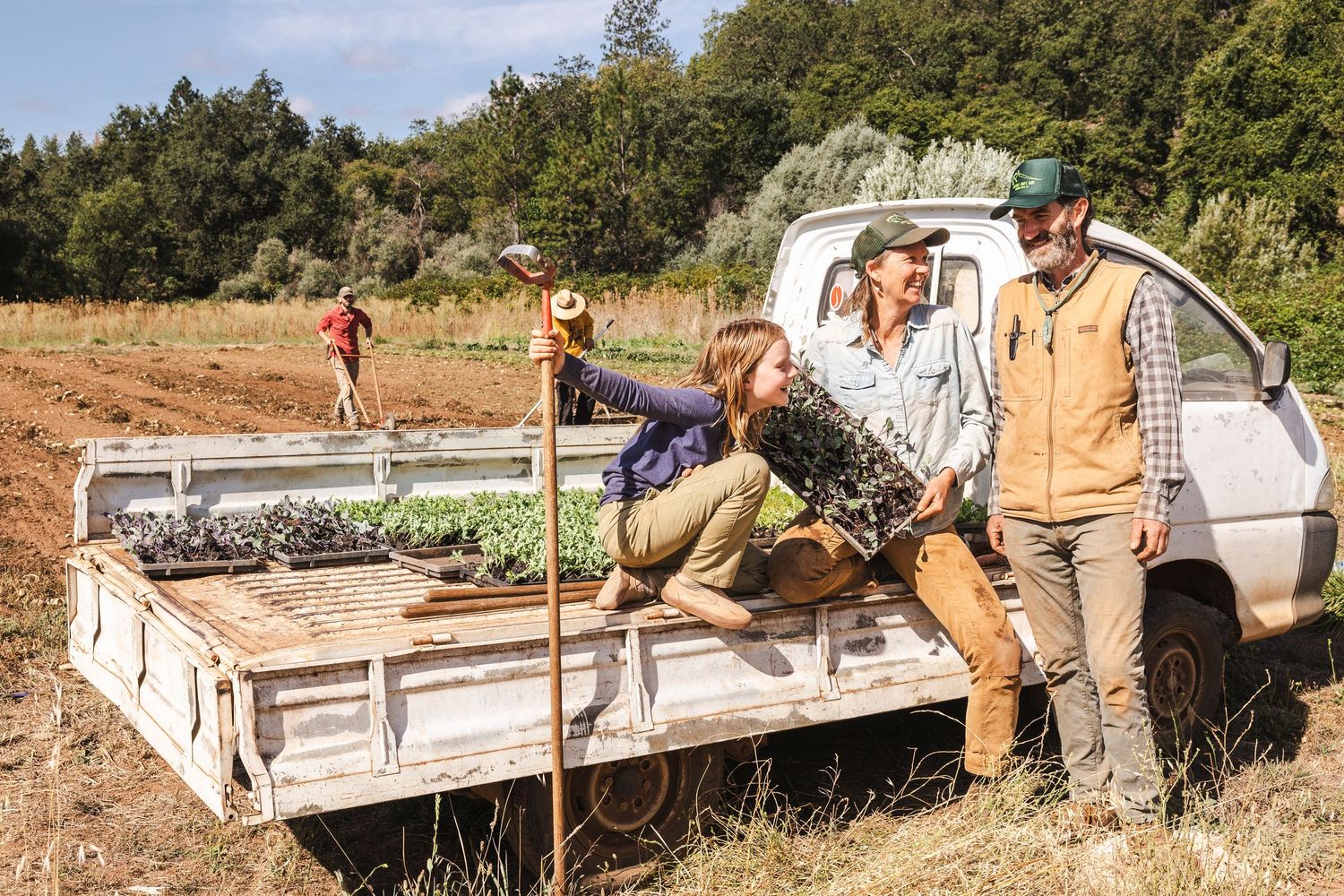 Group of farmers loading hay bales onto a pickup truck in a sunny field.