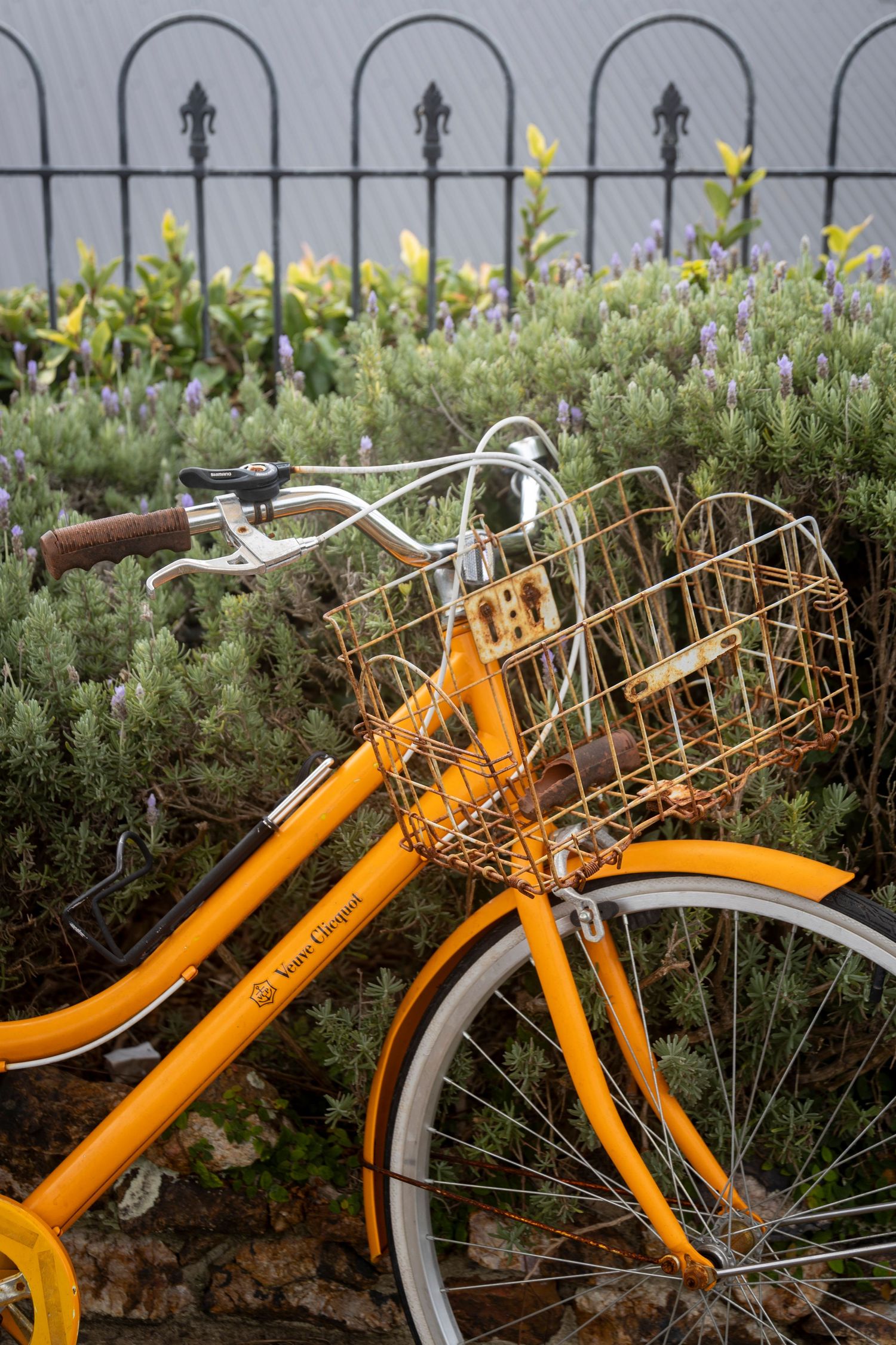 Bright yellow bicycle with a wire basket parked beside green shrubs and a black wrought iron fence.
