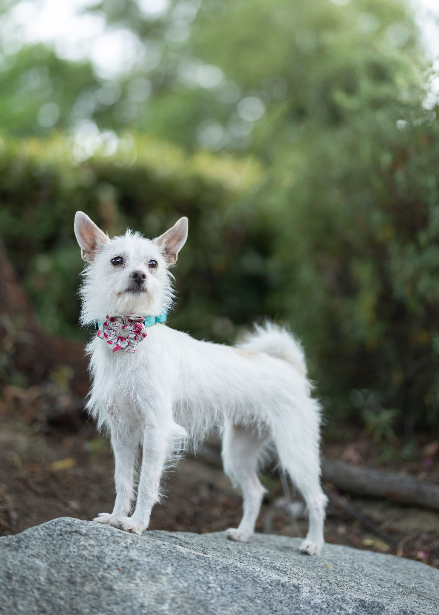 Small white terrier dog wearing a floral collar stands alertly on a rock with greenery in the background.