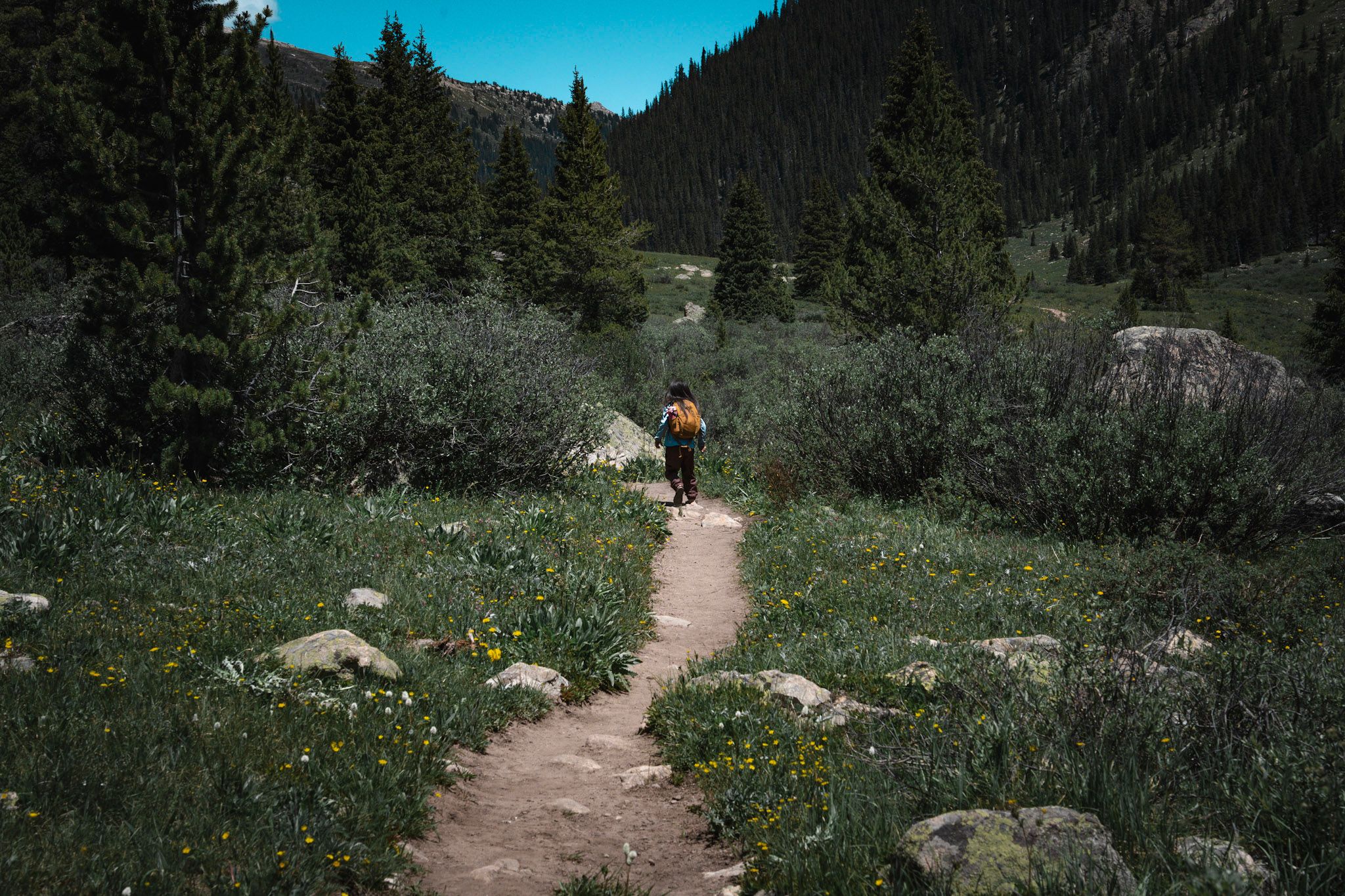 A solitary hiker walks along a mountain trail surrounded by wildflowers and evergreen trees.