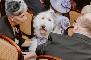 Wedding highlight