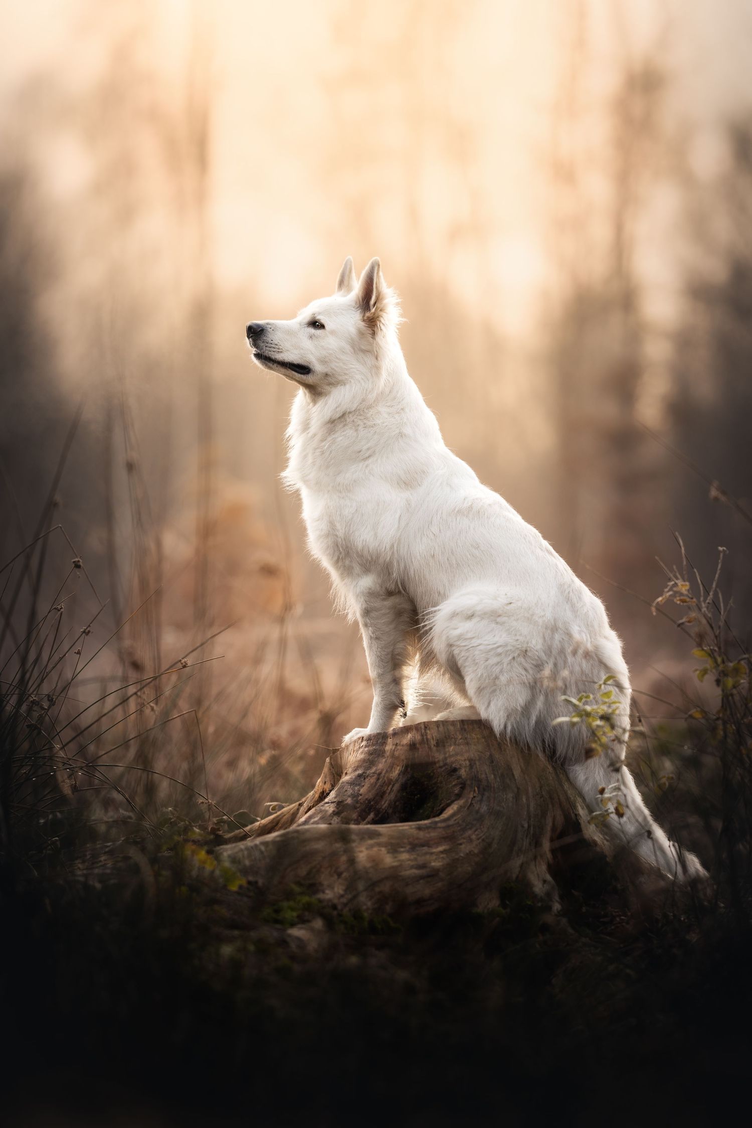 White Swiss Shepherd dog sits regally on tree stump in moody autumn forest.
