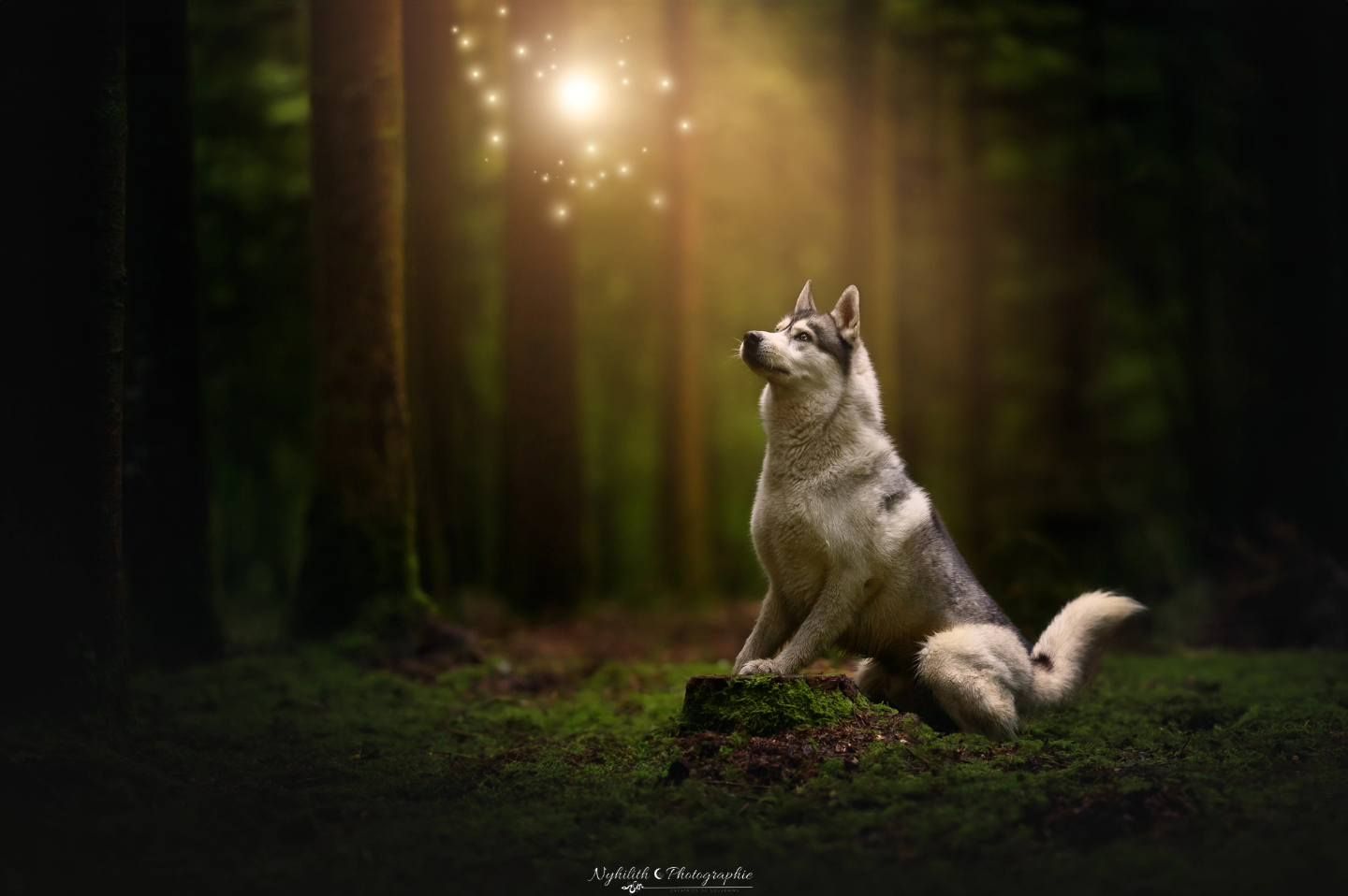 Husky pendant une séance photo dans les bois séance photo chien à Verdun séance canin souvenir d'un husky dans les bois
