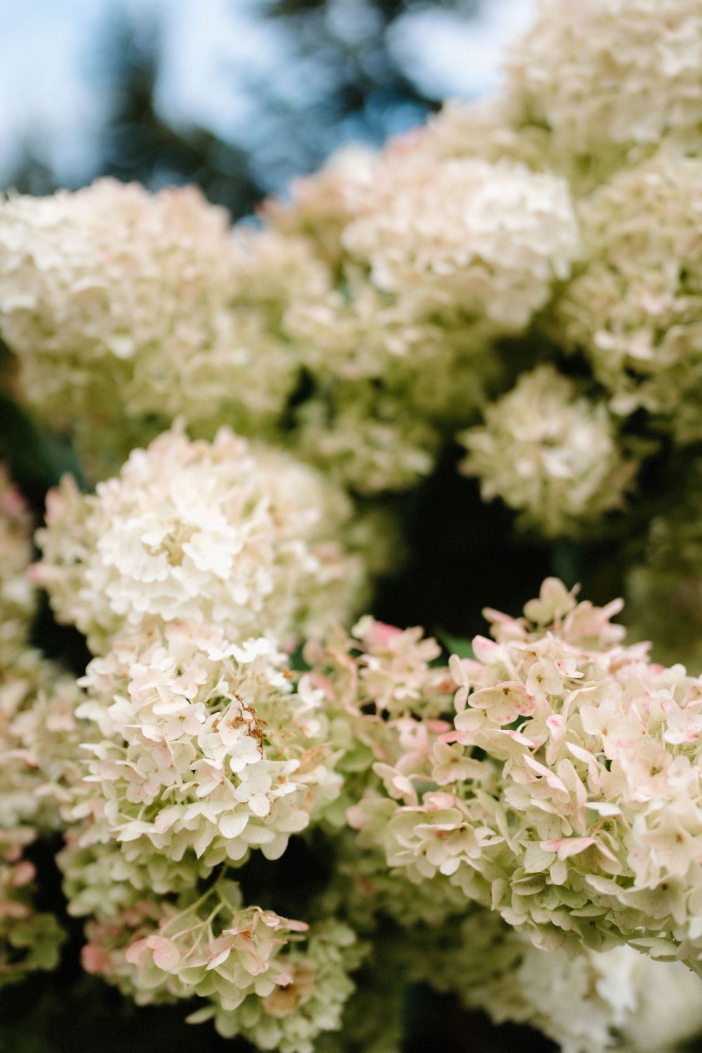 Delicate white hydrangea flowers blooming in soft focus with a dreamy bokeh background.