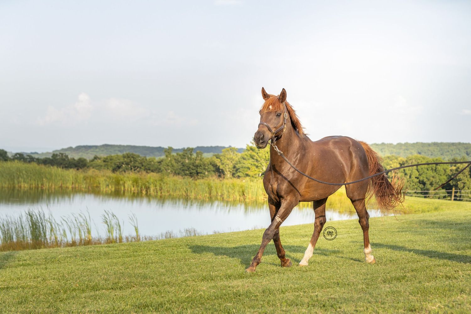 Lunging a horse