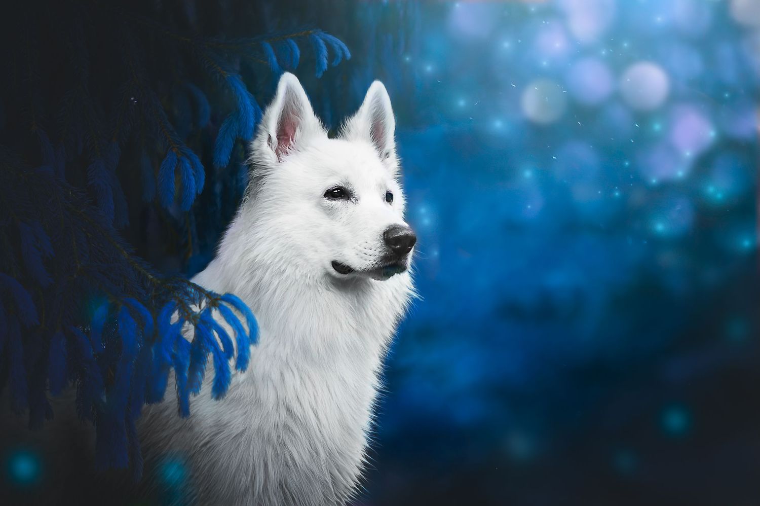Offrir une séance photo pour chien en Meuse Chien blanc en séance photo photo animaux artistiques en Meuse photo professionnel berger suisse