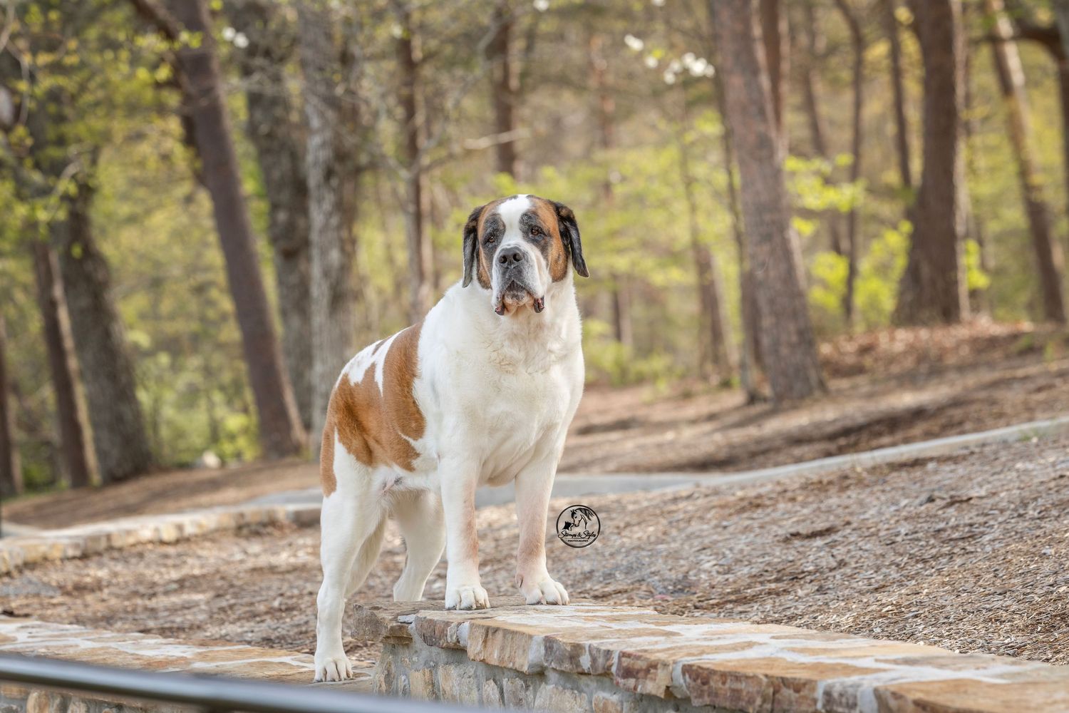 Dog standing and posing for camera