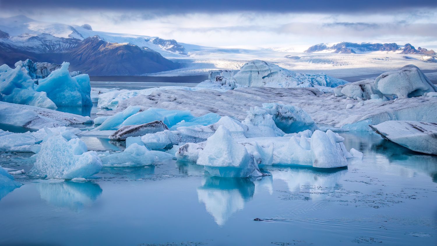 A seal swims through the glacier lagoon while in search of a meal