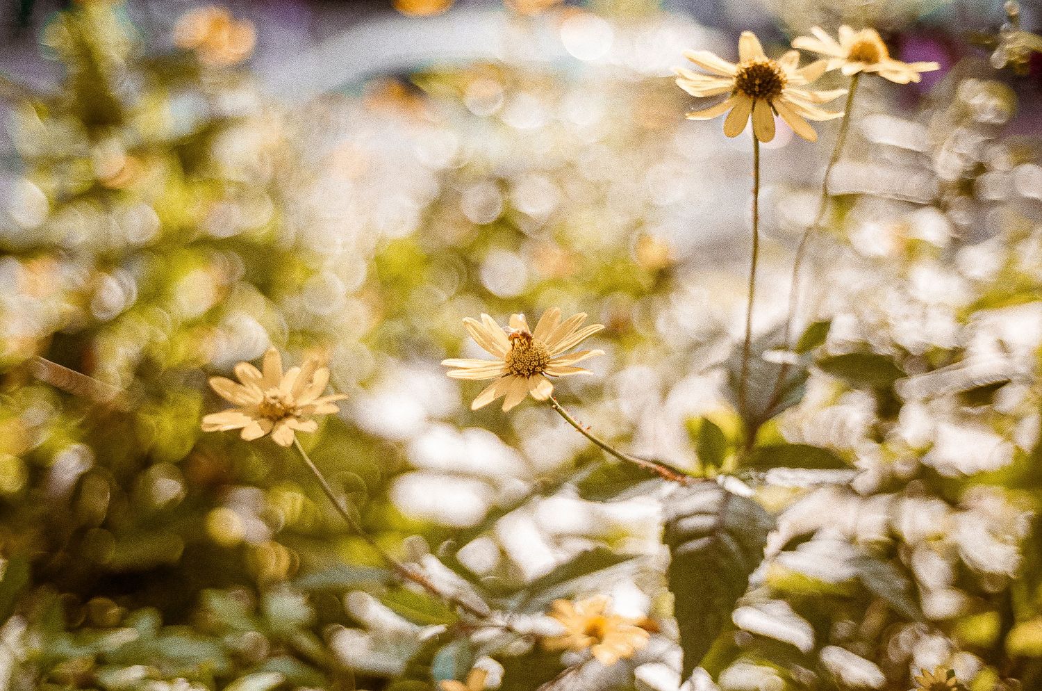 Soft focus yellow daisies bloom in sunshine with dreamy bokeh effect in garden setting.