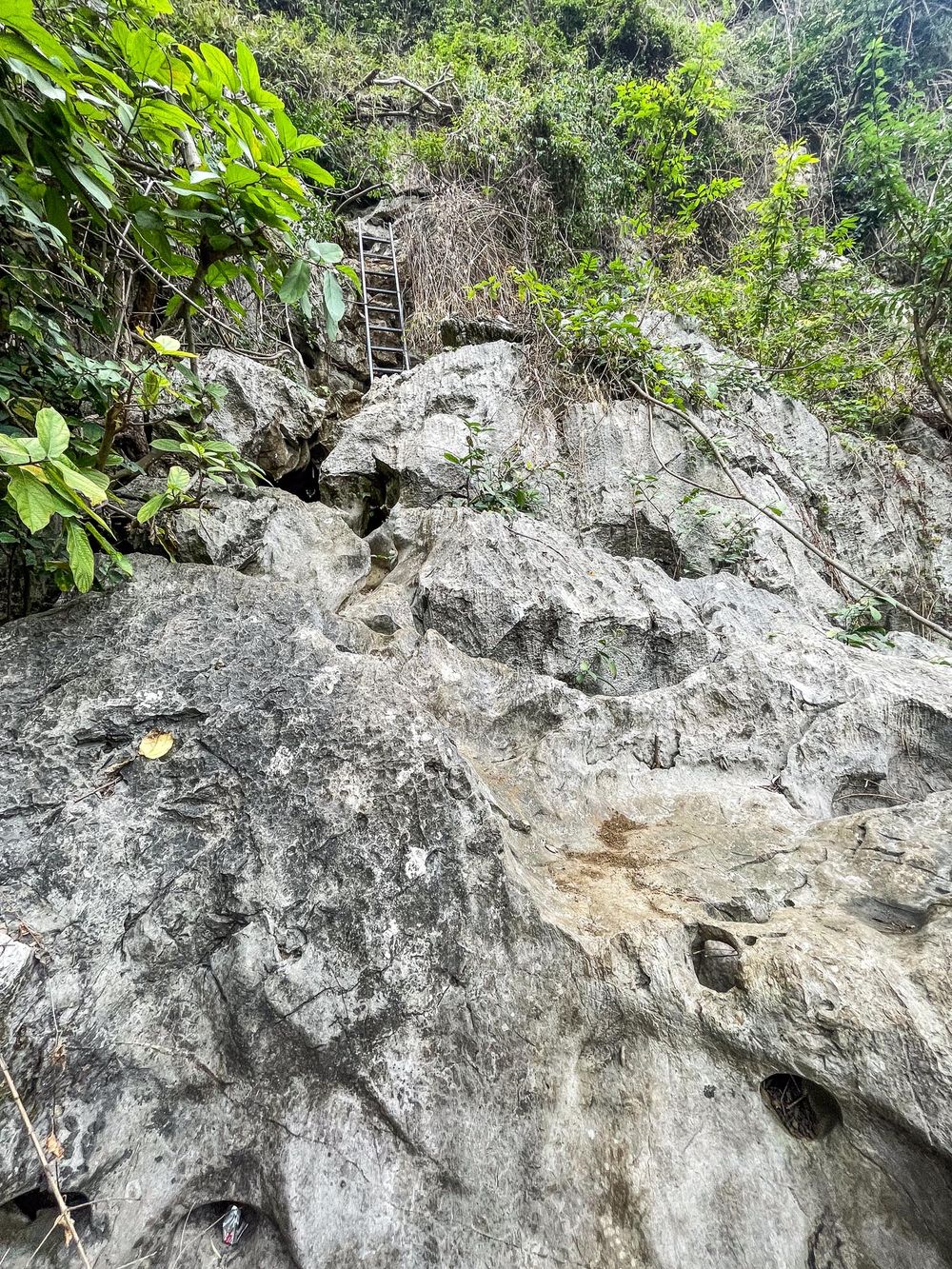 Metal ladder mounted on steep limestone cliff face surrounded by tropical vegetation and greenery.
