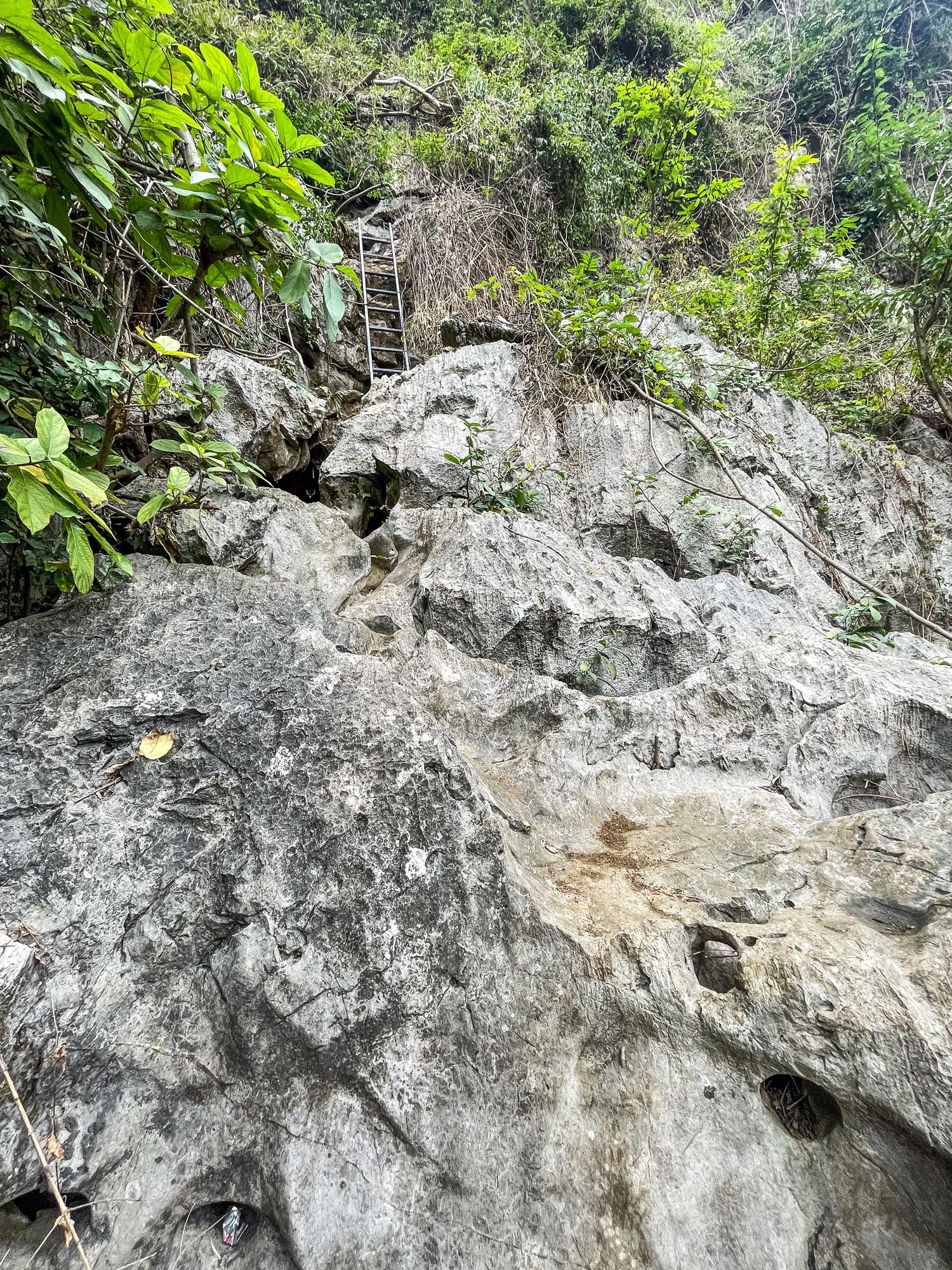 Metal ladder mounted on steep limestone cliff face surrounded by tropical vegetation and greenery.