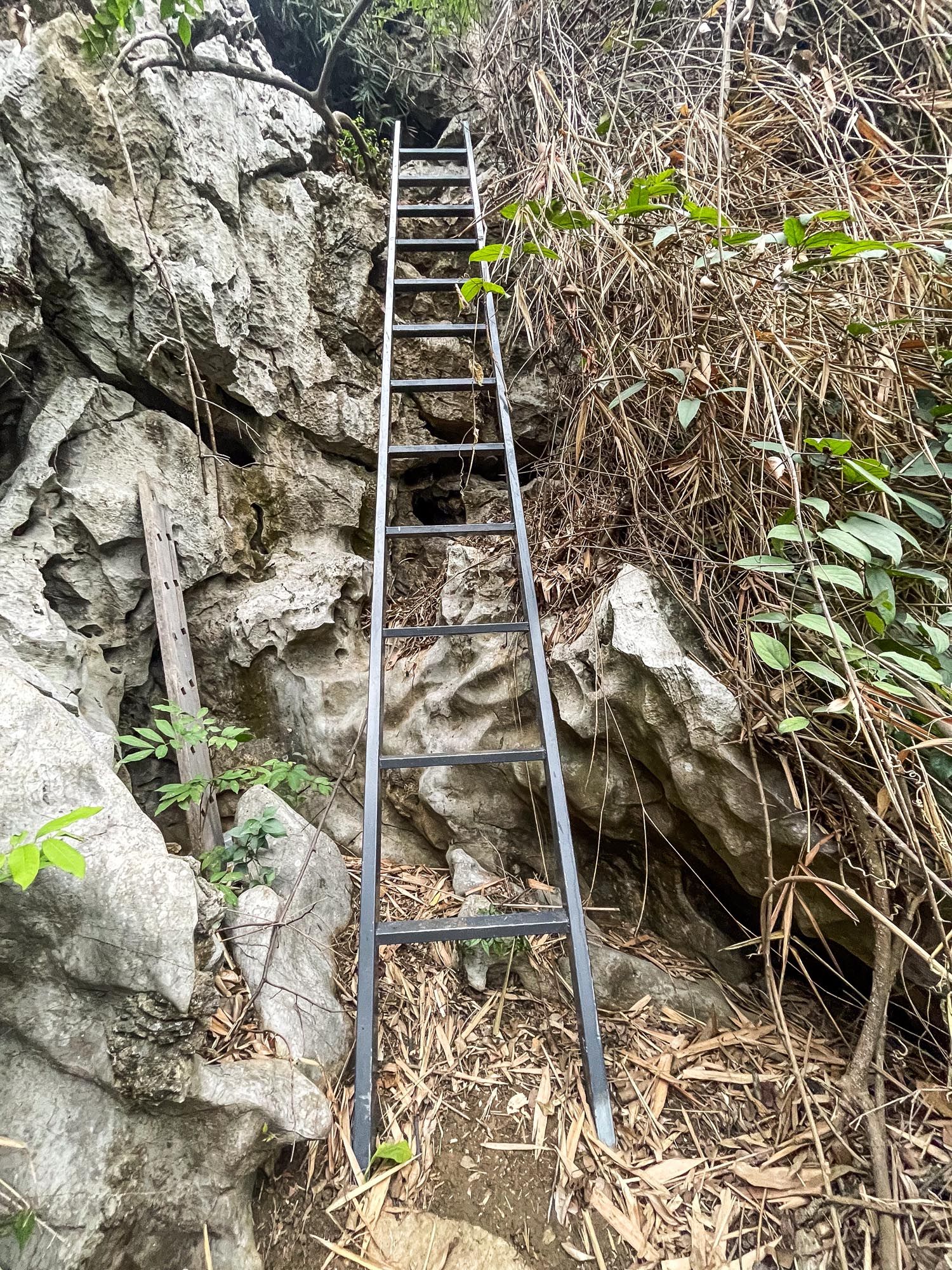 A metal ladder attached to a steep rocky cliff face leads upward through dried brush and vegetation.
