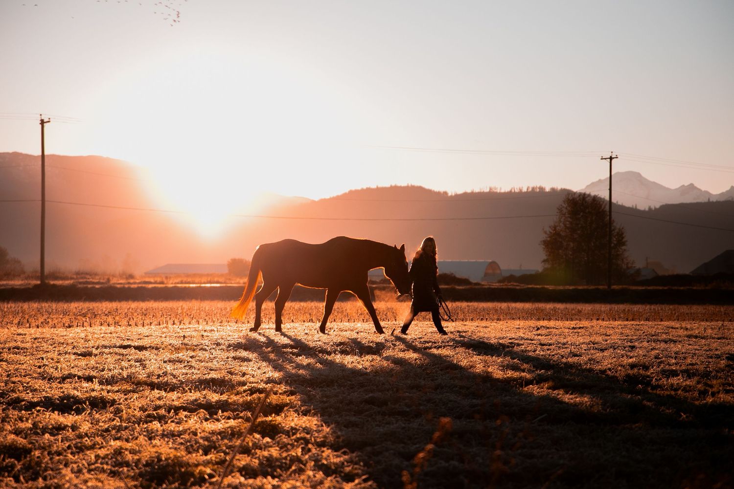Person walking with horse across field during golden hour with mountains in distance.