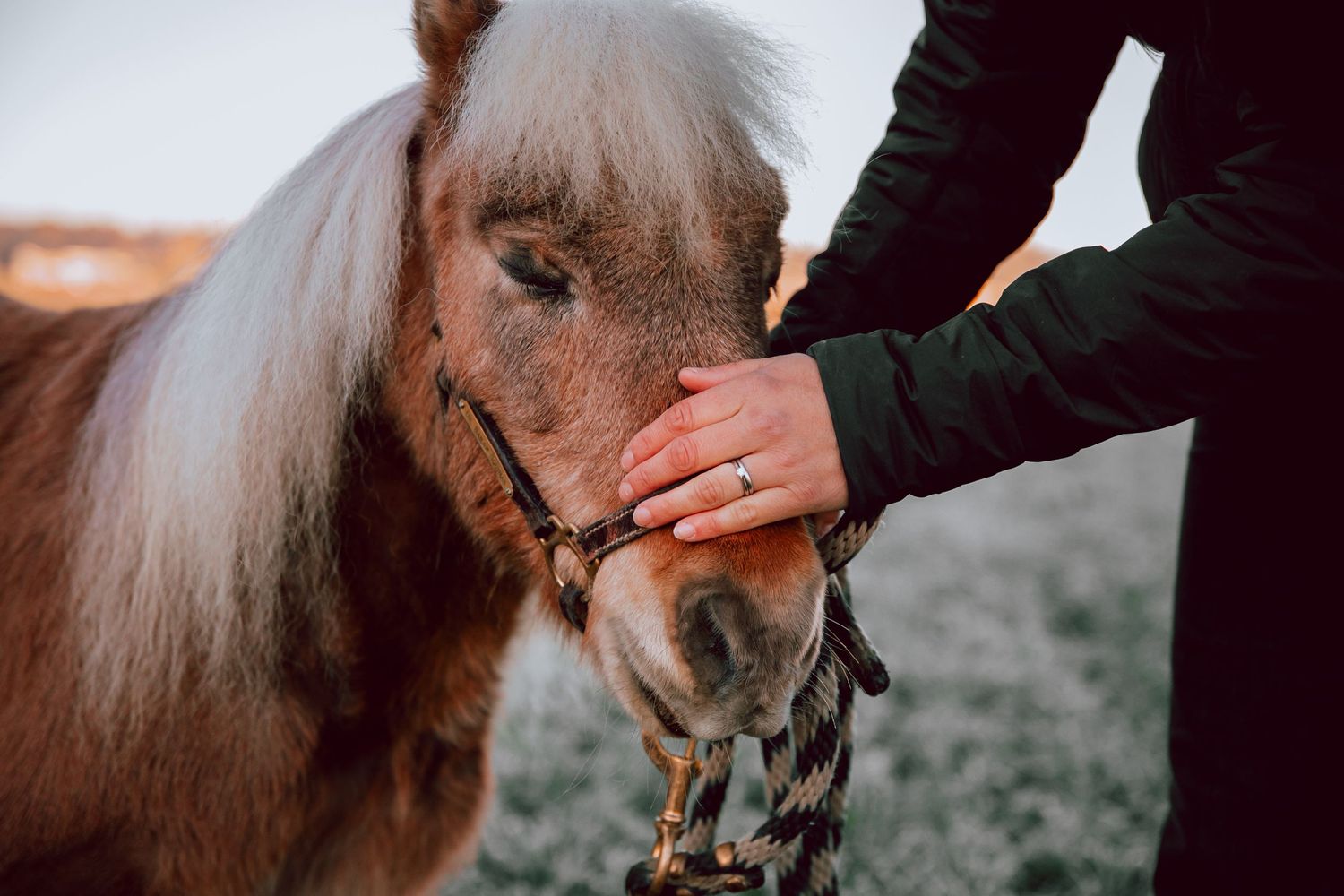 Hand feeding or petting small pony with white mane in natural outdoor setting.