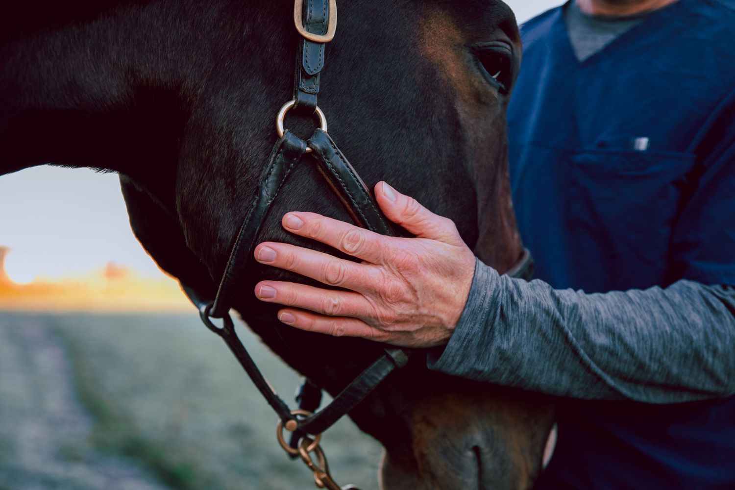 Close-up of hand gently touching horse's face with bridle and halter.