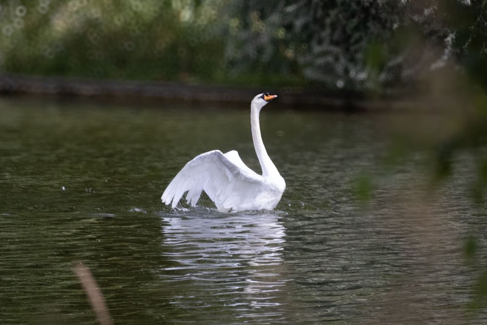 White swan gracefully gliding across serene lake waters in London park.