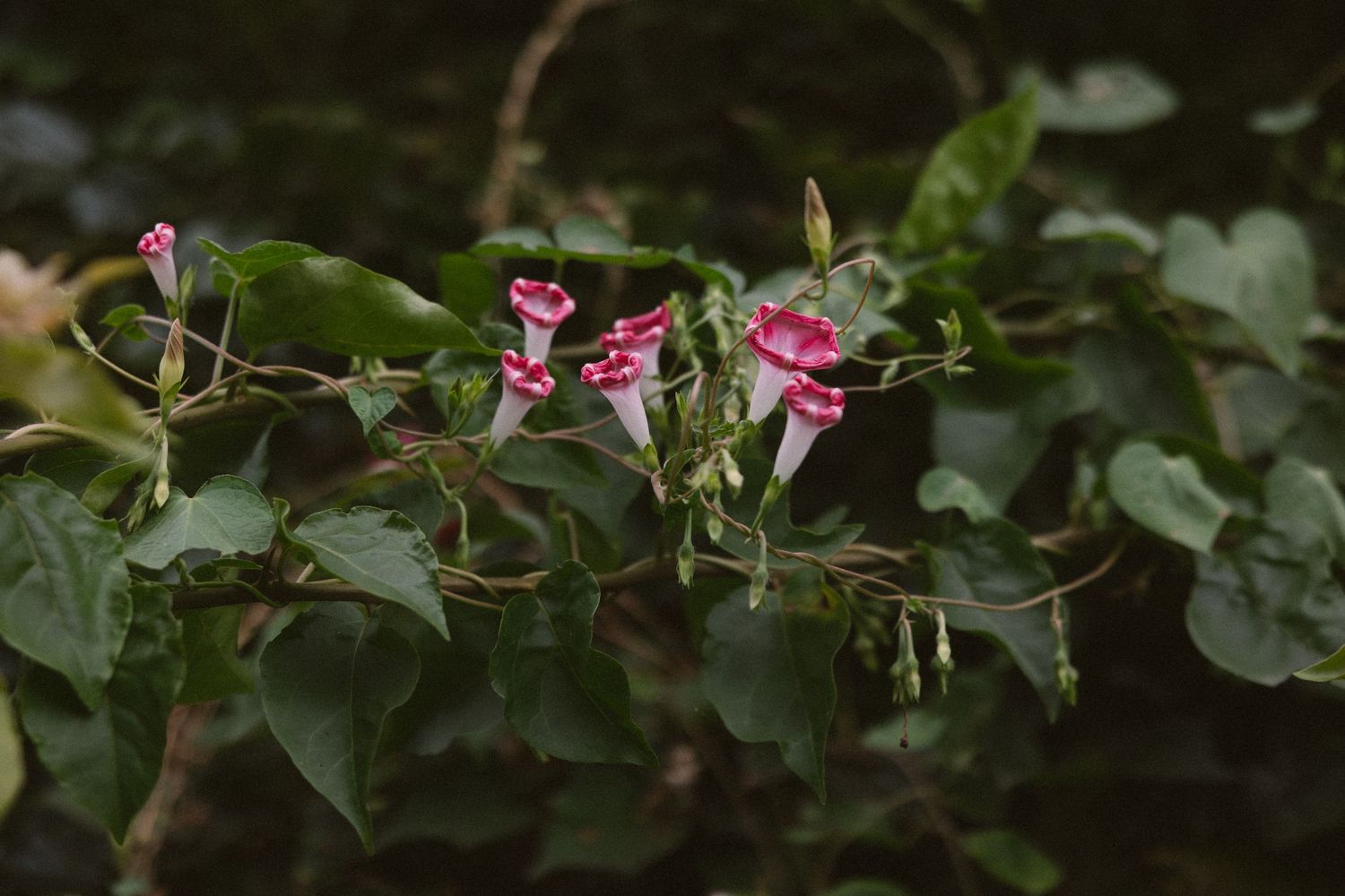 Cape Town wedding photographer Christene de Coning at Kleine Rijke documentary wedding