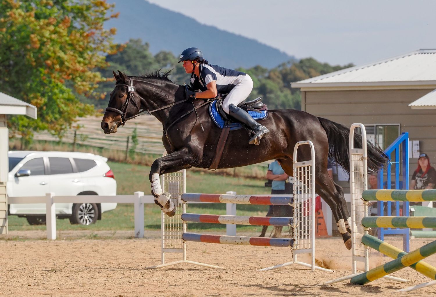 A rider in blue and white successfully clears a high jump with their black horse during an equestrian competition.