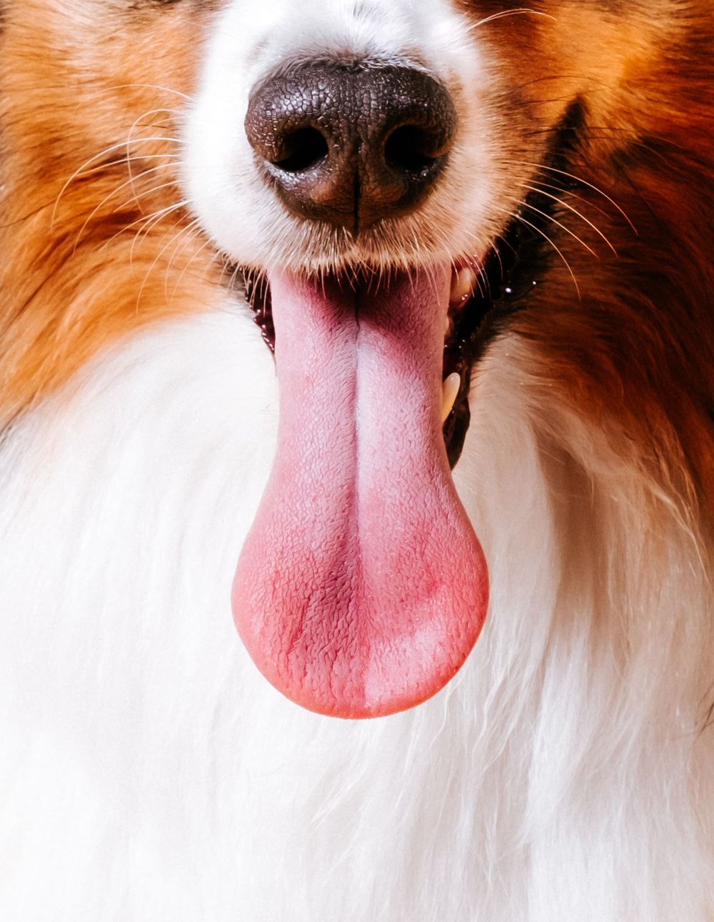 fotógrafo mascotas gran canaria, fotógrafo perros las palmas, fotógrafo perros gran canaria, las palmas, fotógrafo mascotas Las Palmas