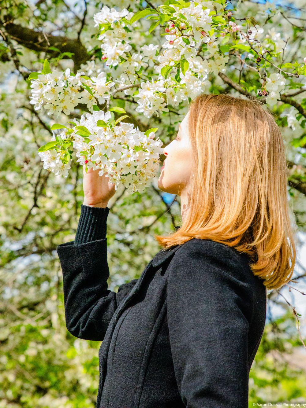 Person in black jacket smelling white cherry blossoms on a sunny spring day.