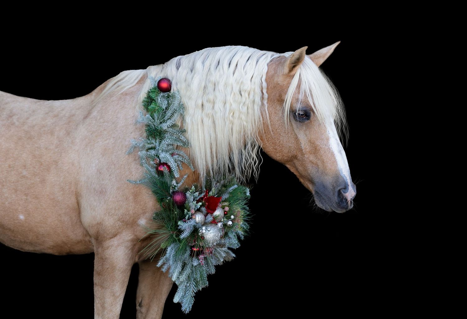 Palomino horse adorned with holiday greenery and decorations against black background.