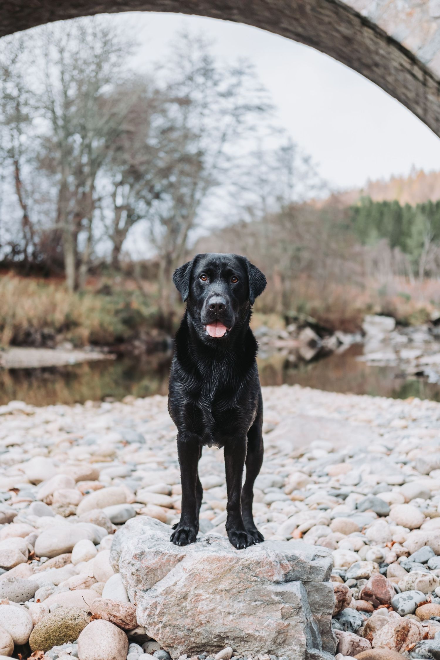 Black Labrador dog standing proudly on a rock by a river beneath a stone arch bridge.