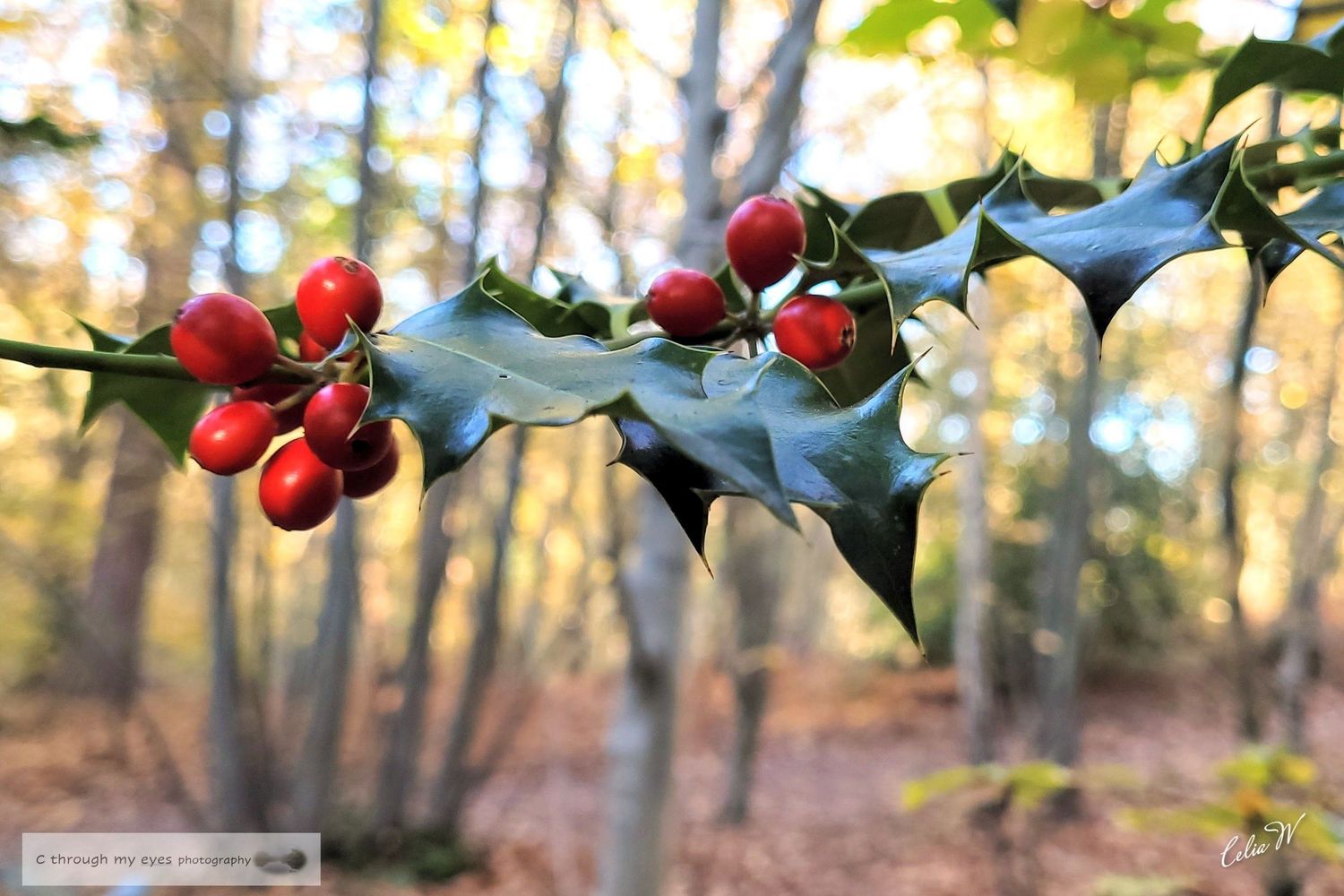 landscape photography of sunlight Autumn holly and trees esher commons, surrey, england