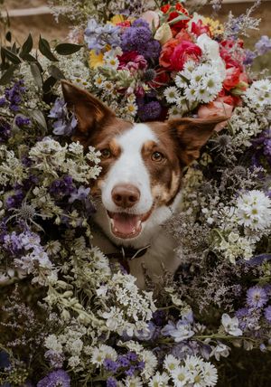 Franklin County photographer, Missouri photographer, STL photography, candid wedding, family, portraits near me, PET photography near me.