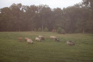 Sheep grazing on a misty green hillside during sunset.