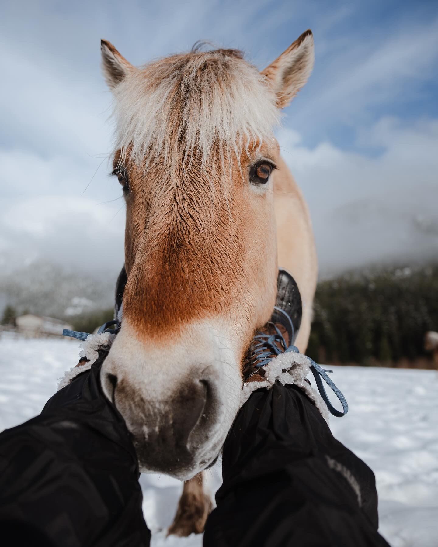 künstlerische Equine Fotografie, die die Persönlichkeit des Pferdes zeigt