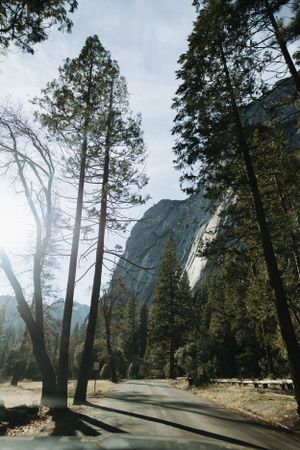 Tall pine trees line a winding road beneath towering cliffs in a scenic mountain landscape, Yosemite.
