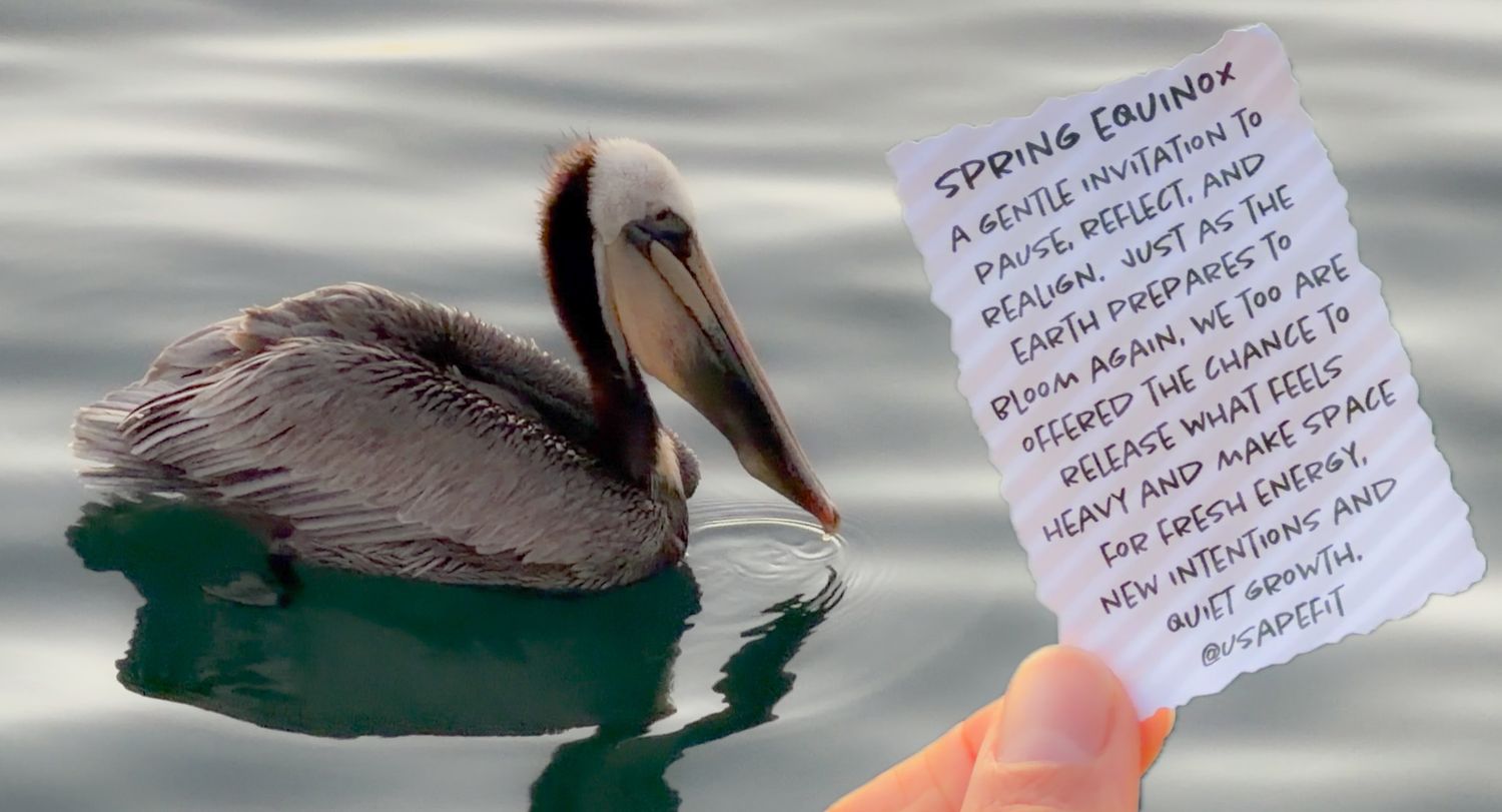 A series of pelican photos arranged horizontally showing different poses and angles of the coastal bird.