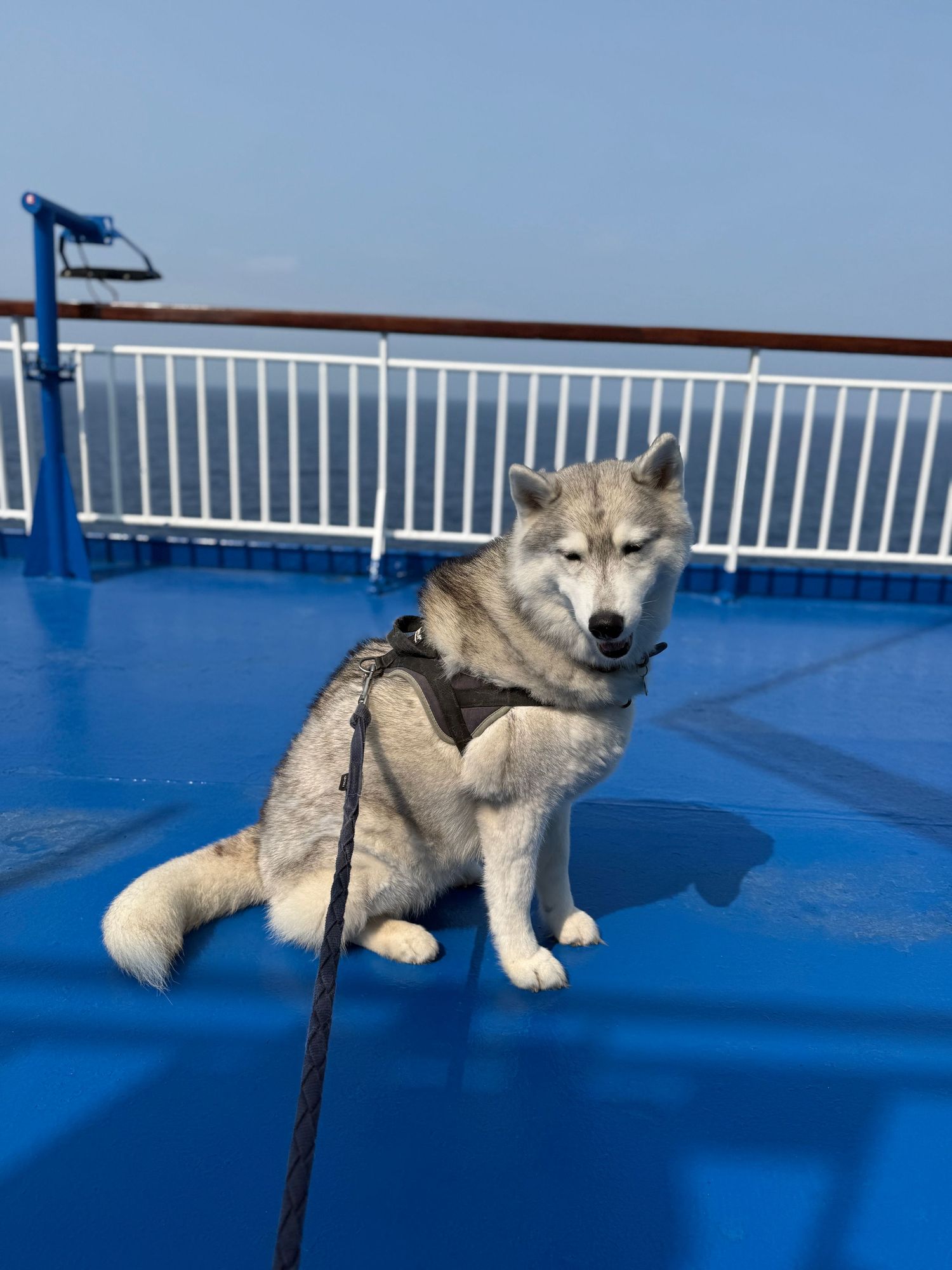 chien husky sur le pont du ferry pour aller en corse