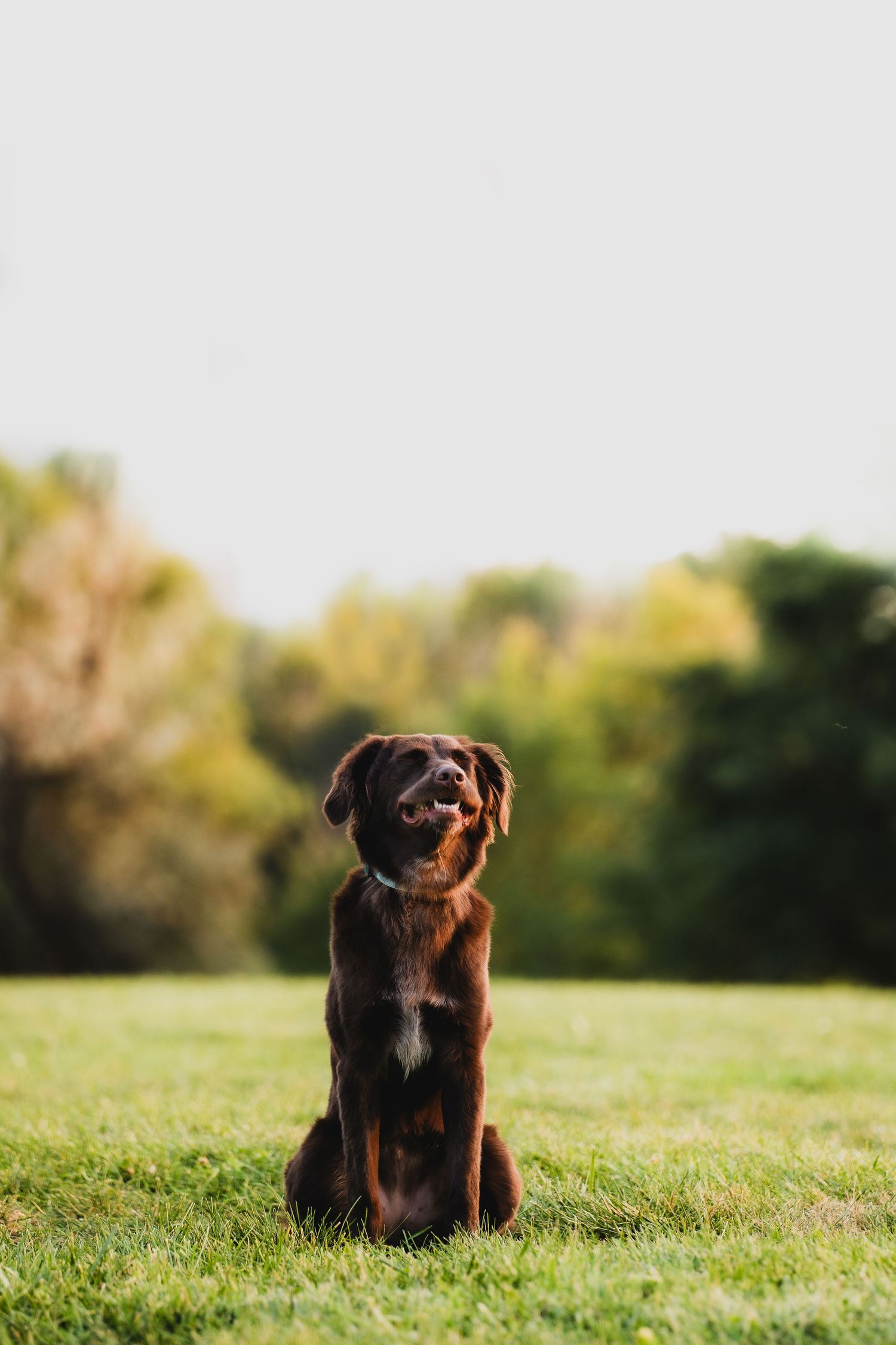 A chocolate Labrador dog sits attentively on grassy field during golden hour with trees in background.