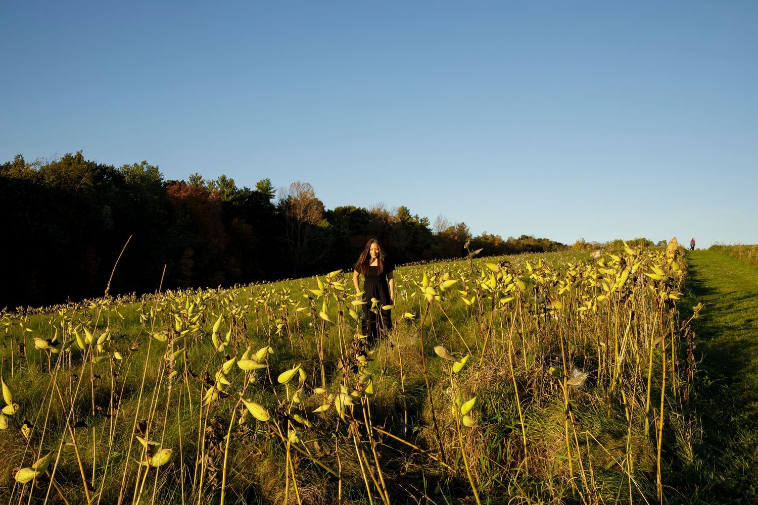 Figure walking through field of yellow wildflowers at sunset.