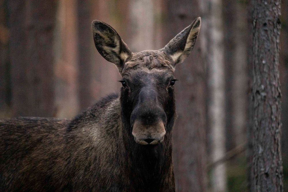 Älg