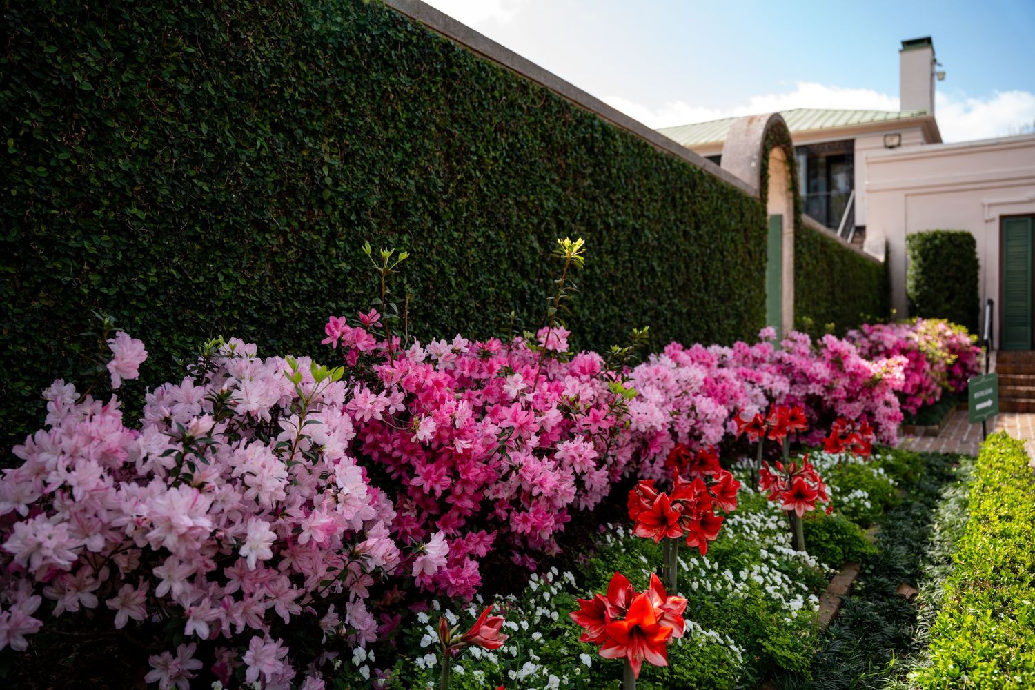 Vibrant pink and magenta azaleas bloom along a tall manicured hedge wall beside a white building in a formal garden.