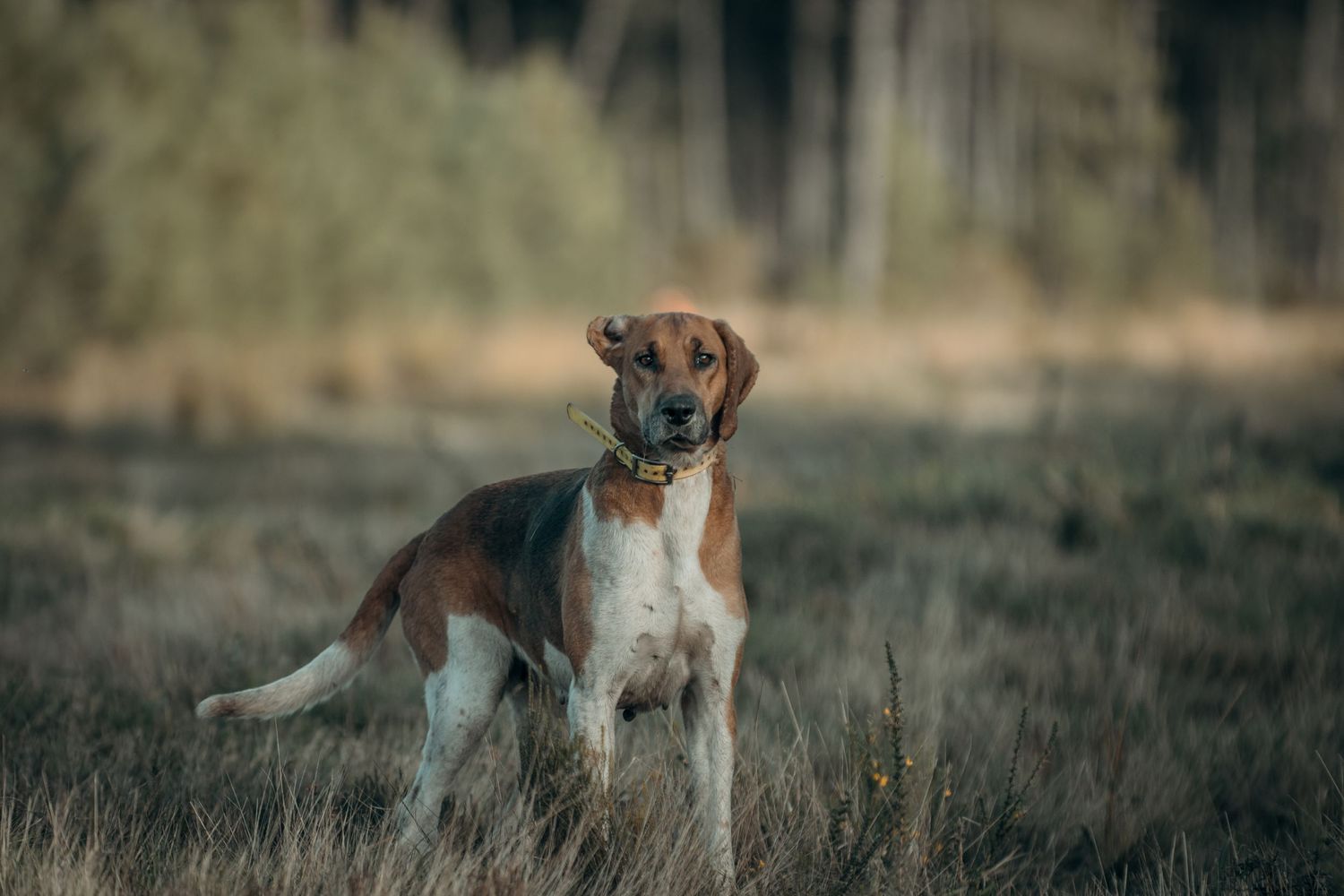 Chien courant qui tend l'oreille pour chercher ses collègues de la meute. Photo réalisée par Scènes de Chass'