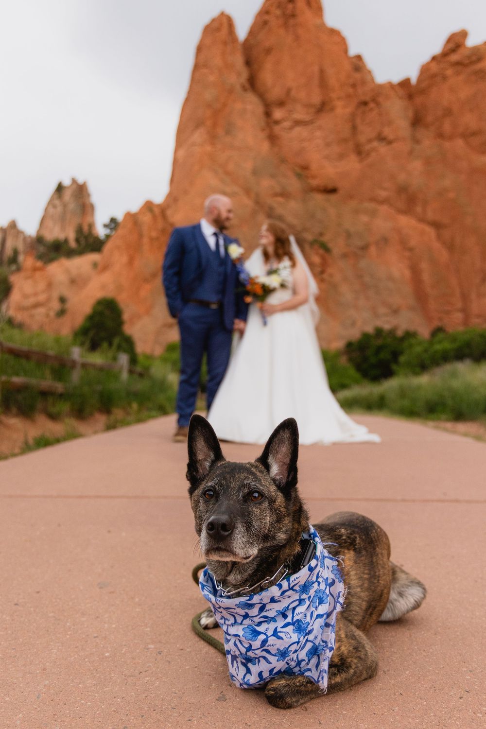 A dog wearing a blue and white bandana lies on a path with red rock formations in the background at Garden of the Gods.