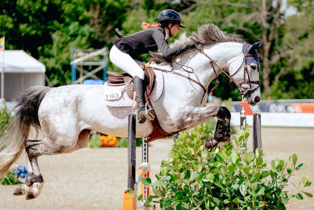 Show jumper on white horse clearing obstacle during competition.
