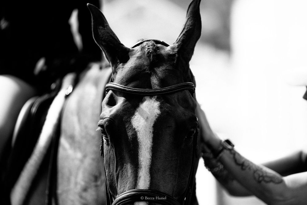 Close-up black and white portrait of a horse's face wearing bridle gear.