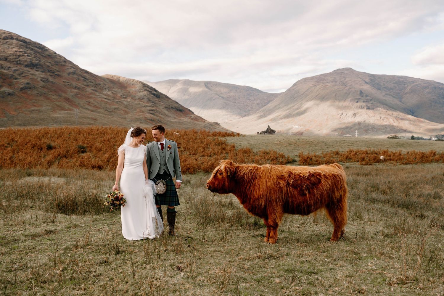A Highland cow photobombs a wedding photo in the Scottish mountains.